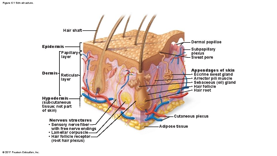 Figure 5. 1 Skin structure. Hair shaft Dermal papillae Epidermis Papillary layer Dermis Subpapillary