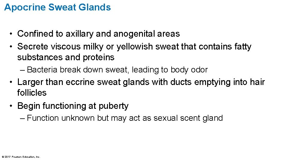 Apocrine Sweat Glands • Confined to axillary and anogenital areas • Secrete viscous milky