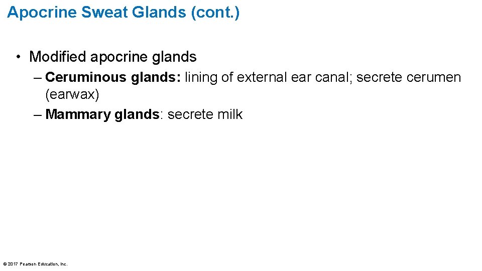 Apocrine Sweat Glands (cont. ) • Modified apocrine glands – Ceruminous glands: lining of