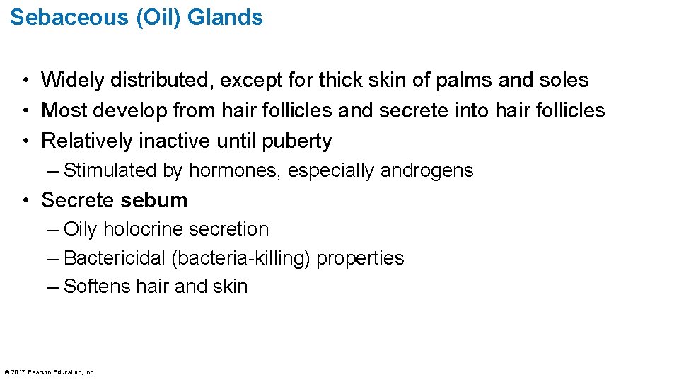 Sebaceous (Oil) Glands • Widely distributed, except for thick skin of palms and soles