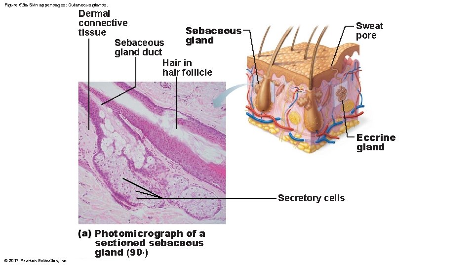 Figure 5. 8 a Skin appendages: Cutaneous glands. Dermal connective Sebaceous tissue gland Sebaceous