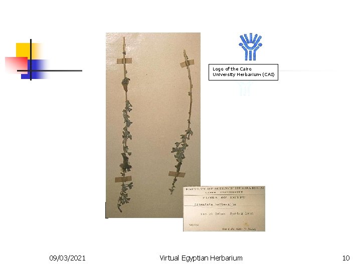 Logo of the Cairo University Herbarium (CAI) 09/03/2021 Virtual Egyptian Herbarium 10 