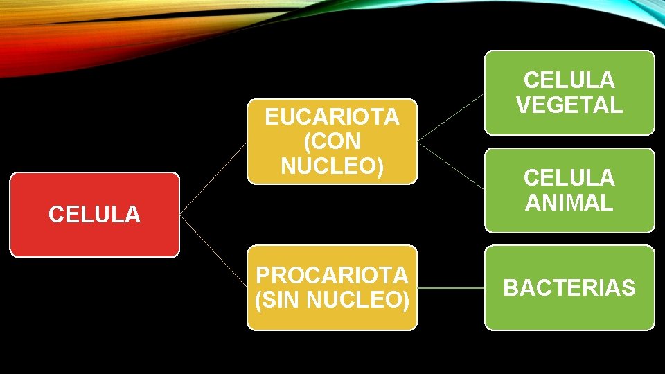 EUCARIOTA (CON NUCLEO) CELULA PROCARIOTA (SIN NUCLEO) CELULA VEGETAL CELULA ANIMAL BACTERIAS 