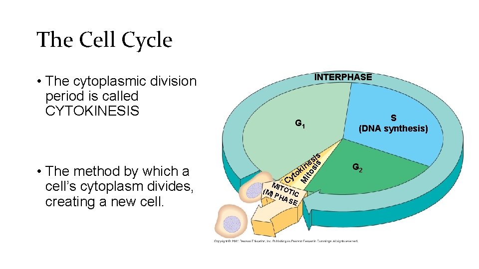 The Cell Cycle • The cytoplasmic division period is called CYTOKINESIS INTERPHASE S (DNA
