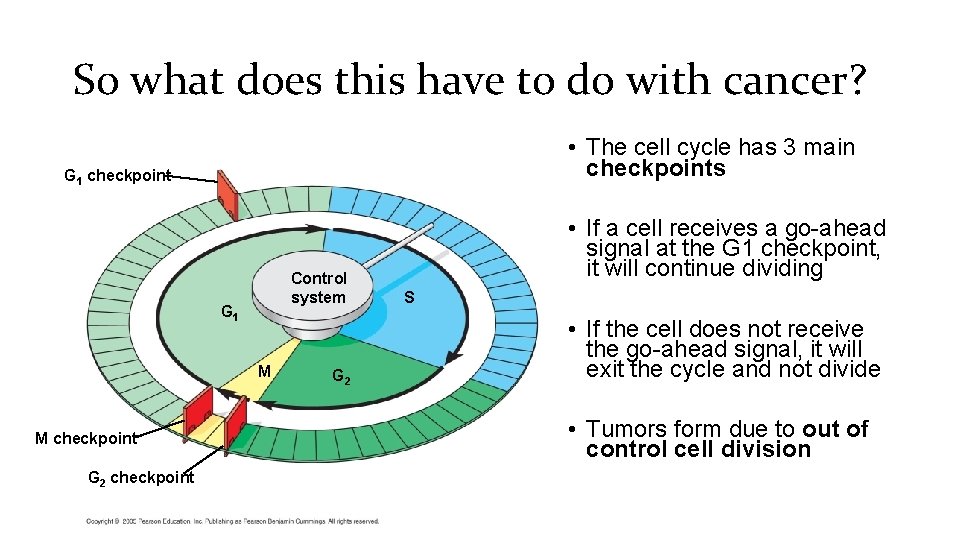 So what does this have to do with cancer? • The cell cycle has