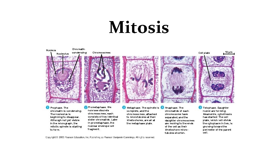 Mitosis Nucleus Nucleolus Chromatin condensing Prophase. The chromatin is condensing. The nucleolus is beginning