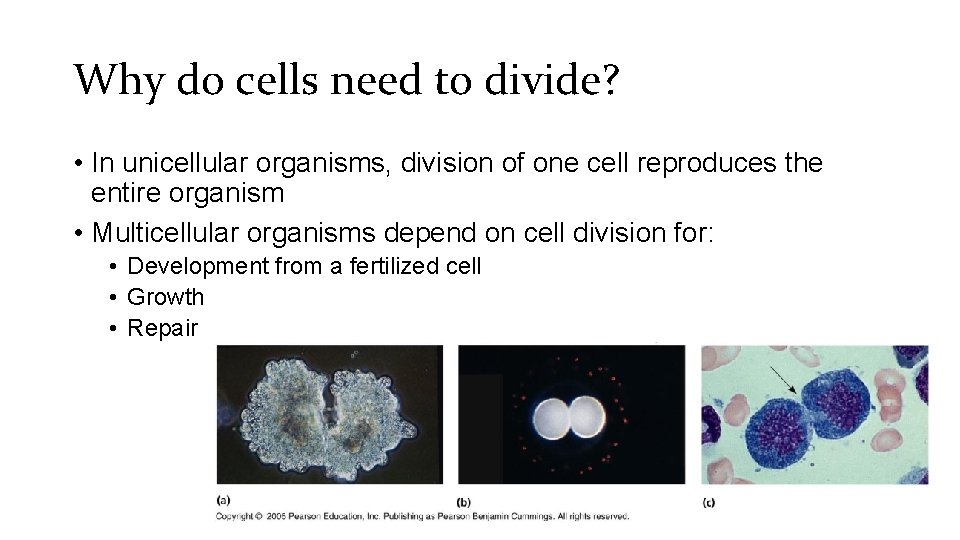 Why do cells need to divide? • In unicellular organisms, division of one cell
