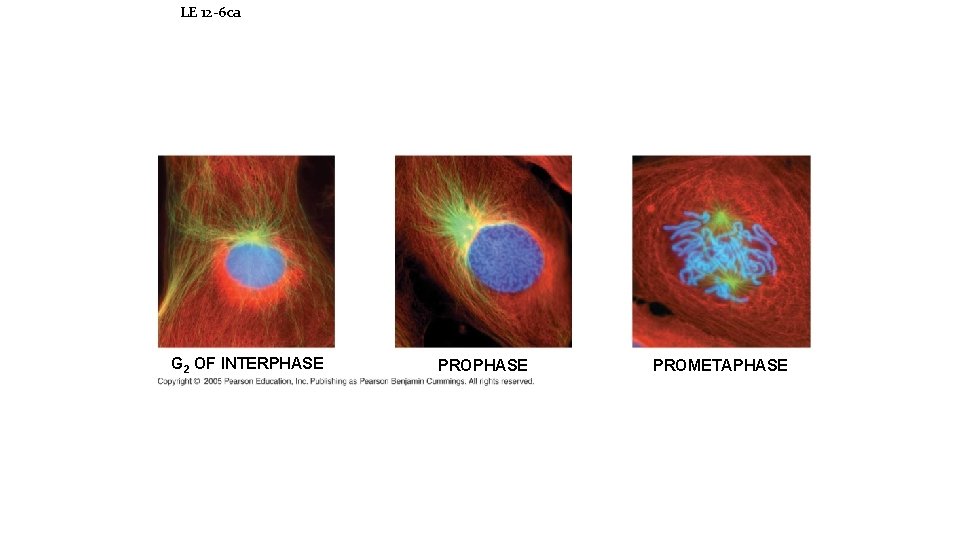 LE 12 -6 ca G 2 OF INTERPHASE PROMETAPHASE 
