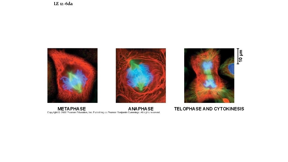 10 µm LE 12 -6 da METAPHASE ANAPHASE TELOPHASE AND CYTOKINESIS 