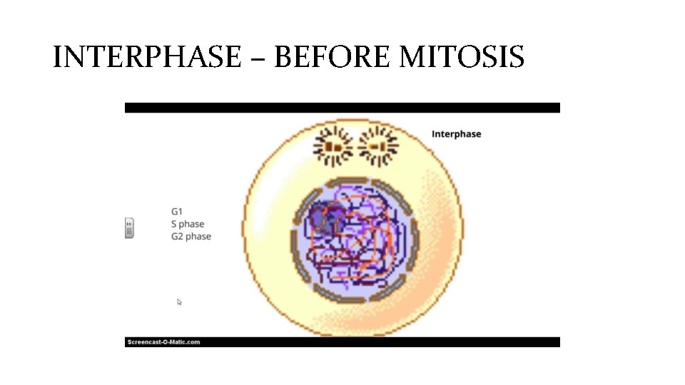 INTERPHASE – BEFORE MITOSIS 