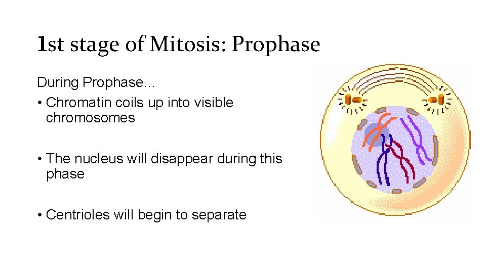 1 st stage of Mitosis: Prophase During Prophase… • Chromatin coils up into visible