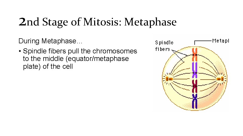 2 nd Stage of Mitosis: Metaphase During Metaphase… • Spindle fibers pull the chromosomes