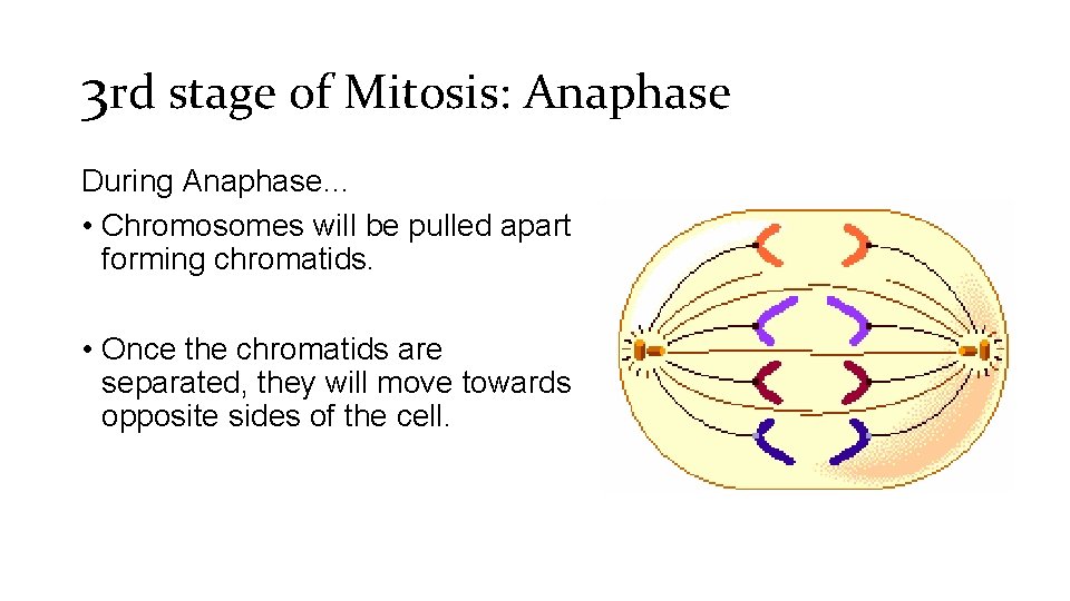 3 rd stage of Mitosis: Anaphase During Anaphase… • Chromosomes will be pulled apart