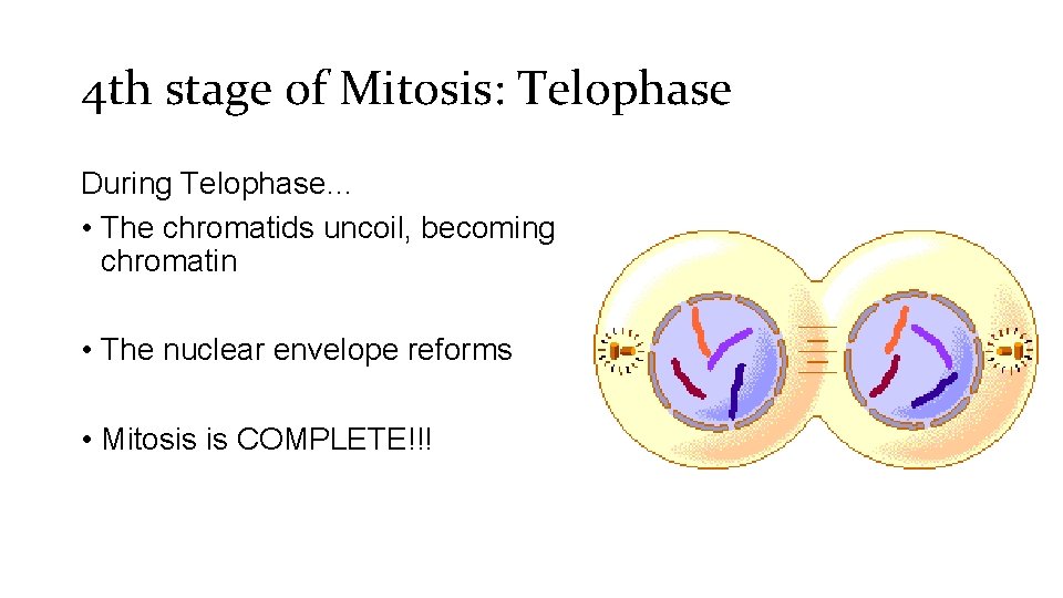 4 th stage of Mitosis: Telophase During Telophase… • The chromatids uncoil, becoming chromatin
