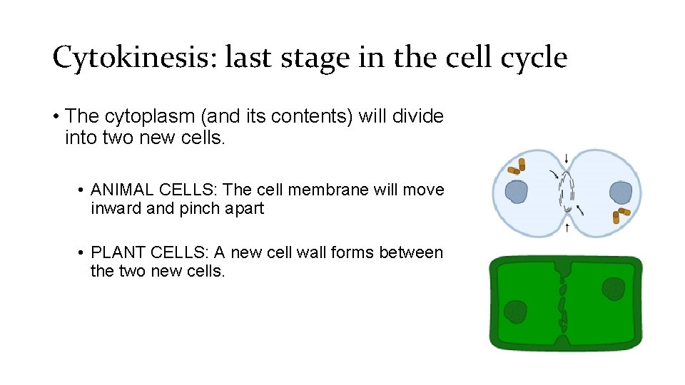 Cytokinesis: last stage in the cell cycle • The cytoplasm (and its contents) will