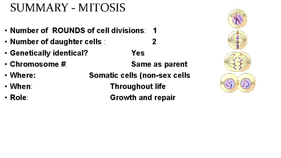 SUMMARY - MITOSIS • Number of ROUNDS of cell divisions: divisions 1 • Number