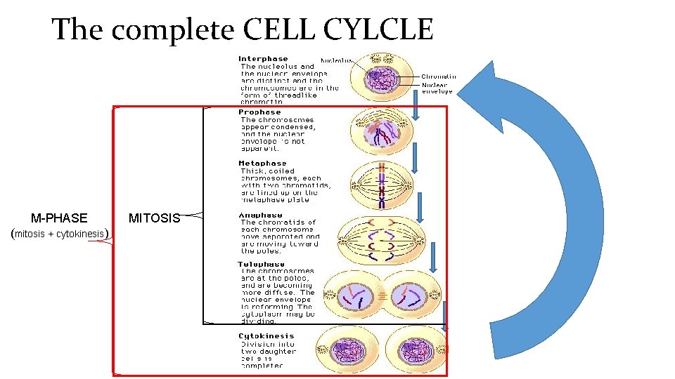 The complete CELL CYLCLE M-PHASE (mitosis + cytokinesis) MITOSIS 