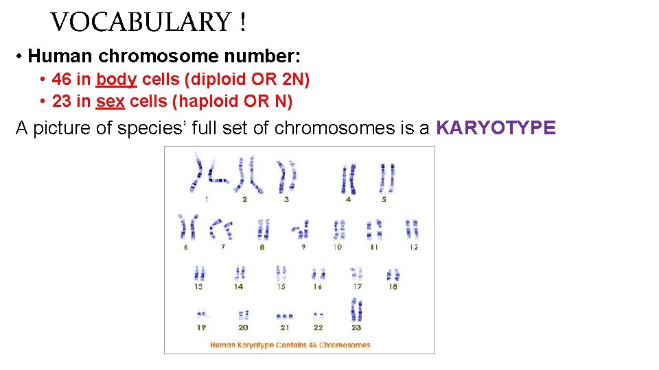 VOCABULARY ! • Human chromosome number: • 46 in body cells (diploid OR 2