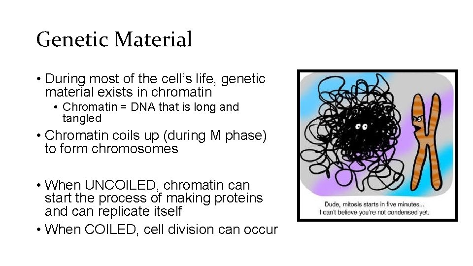 Genetic Material • During most of the cell’s life, genetic material exists in chromatin