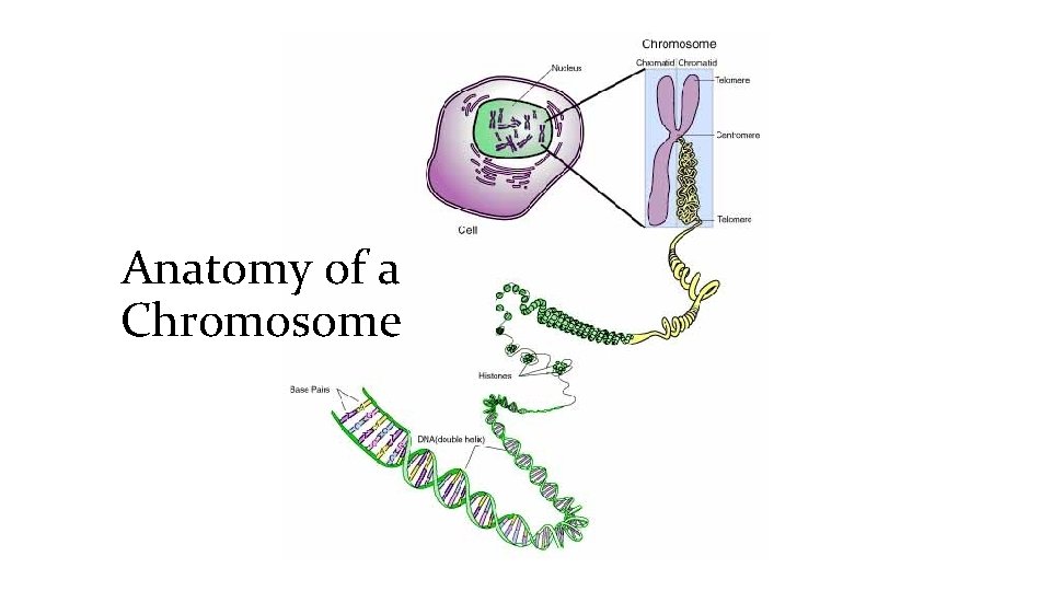 Anatomy of a Chromosome 