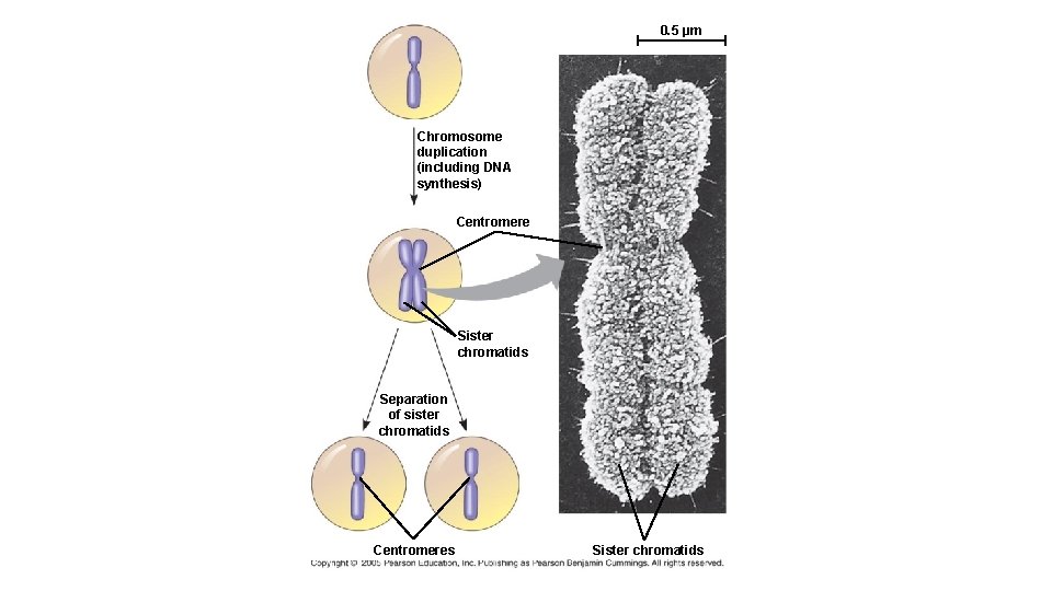0. 5 µm Chromosome duplication (including DNA synthesis) Centromere Sister chromatids Separation of sister