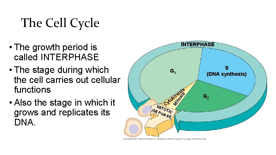 The Cell Cycle INTERPHASE S (DNA synthesis) G 1 s si ito t Cy