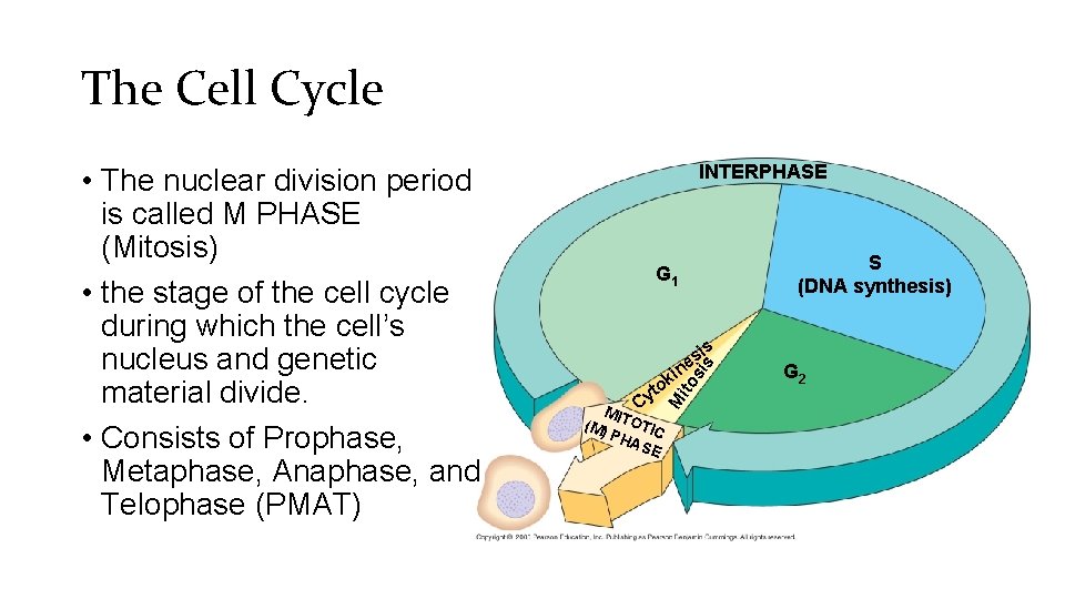 The Cell Cycle INTERPHASE S (DNA synthesis) G 1 s si ito t Cy