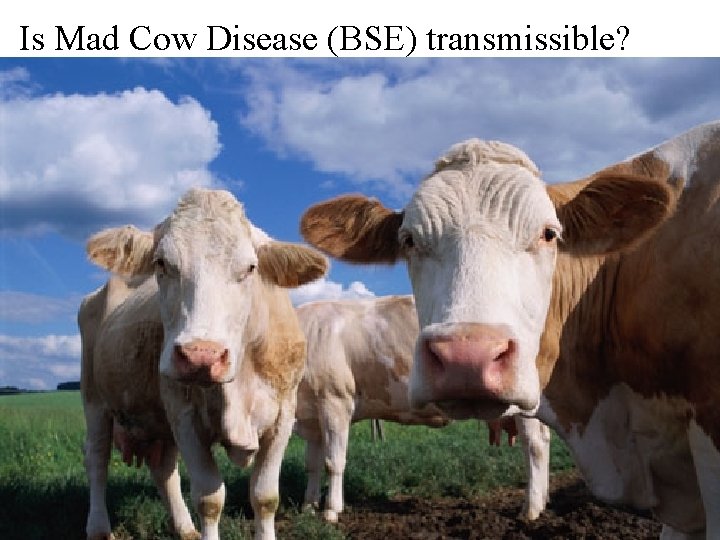 Is Mad Cow Disease (BSE) transmissible? 