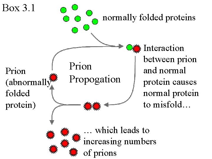 Box 3. 1 Prion (abnormally folded protein) normally folded proteins Prion Propogation Interaction between