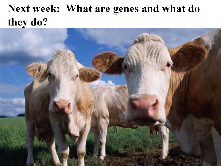 Next week: What are genes and what do they do? 