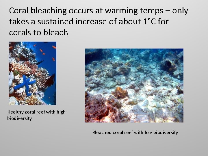 Coral bleaching occurs at warming temps – only takes a sustained increase of about