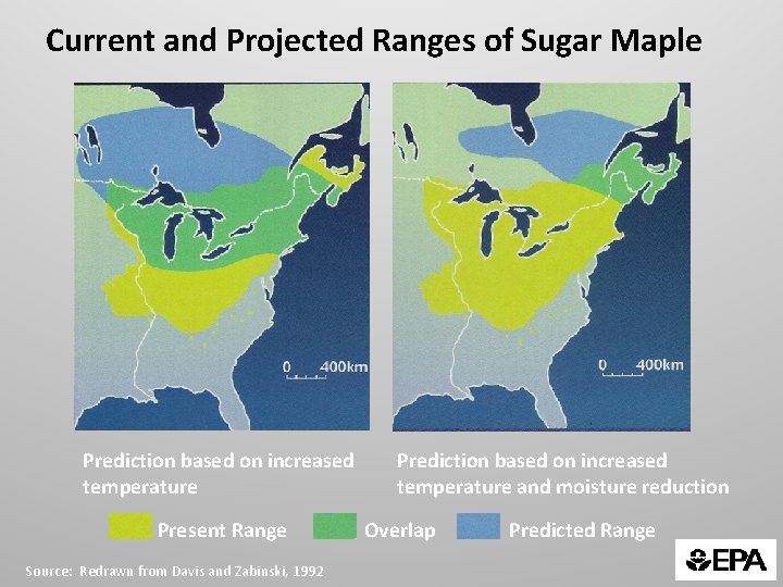 Current and Projected Ranges of Sugar Maple Prediction based on increased temperature Present Range