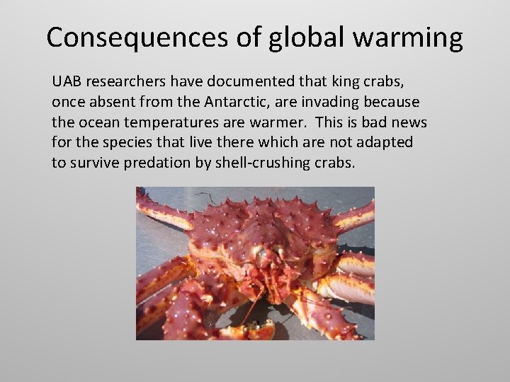 Consequences of global warming UAB researchers have documented that king crabs, once absent from