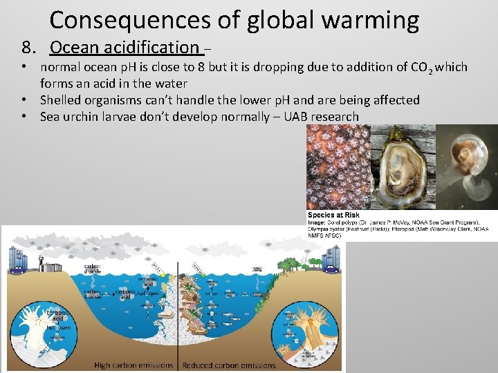 Consequences of global warming 8. Ocean acidification – • normal ocean p. H is