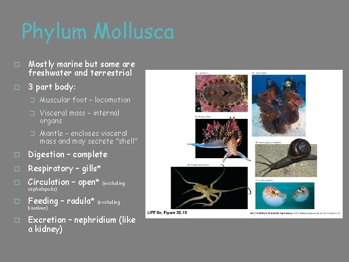 Phylum Mollusca � Mostly marine but some are freshwater and terrestrial � 3 part