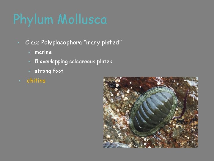 Phylum Mollusca • • Class Polyplacophora “many plated” • marine • 8 overlapping calcareous