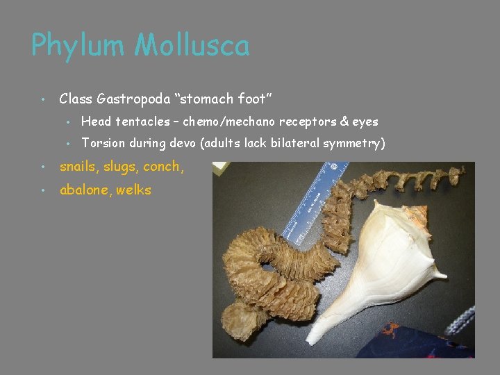 Phylum Mollusca • Class Gastropoda “stomach foot” • Head tentacles – chemo/mechano receptors &
