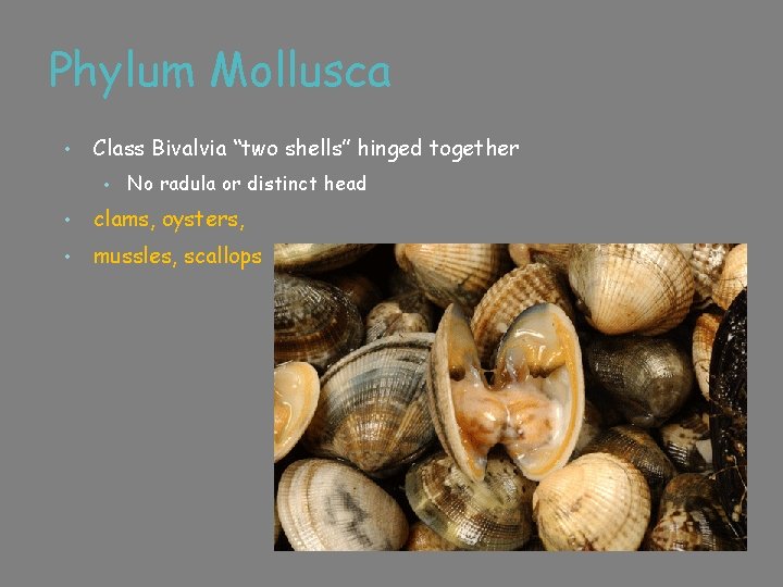 Phylum Mollusca • Class Bivalvia “two shells” hinged together • No radula or distinct