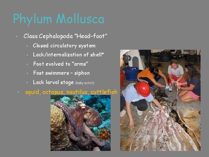 Phylum Mollusca • • Class Cephalopoda “Head-foot” • Closed circulatory system • Lack/internalization of