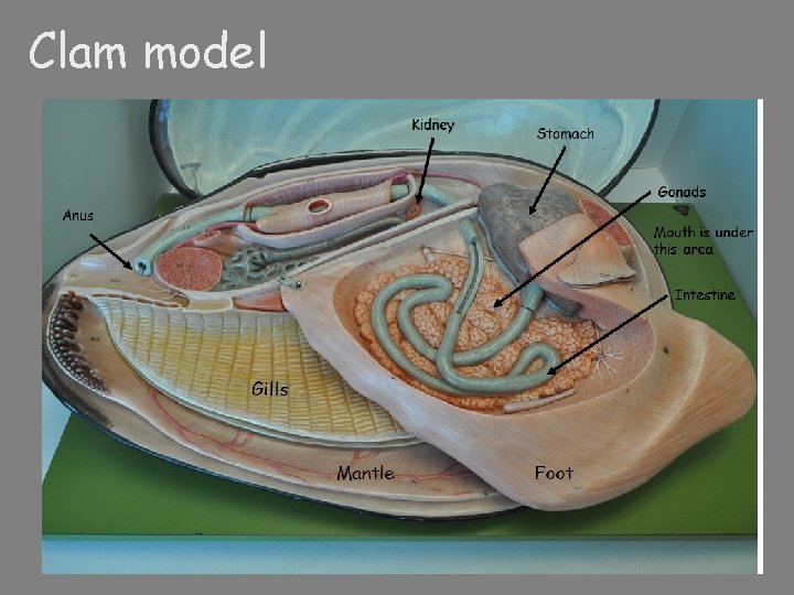 Clam model 