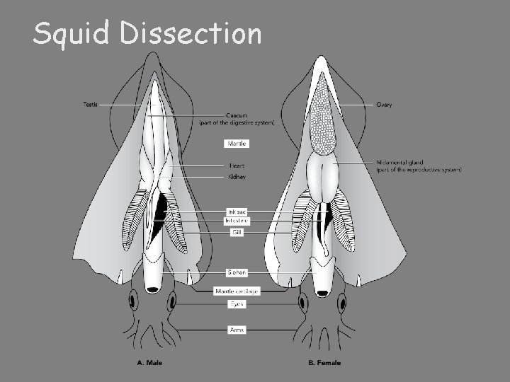 Squid Dissection 