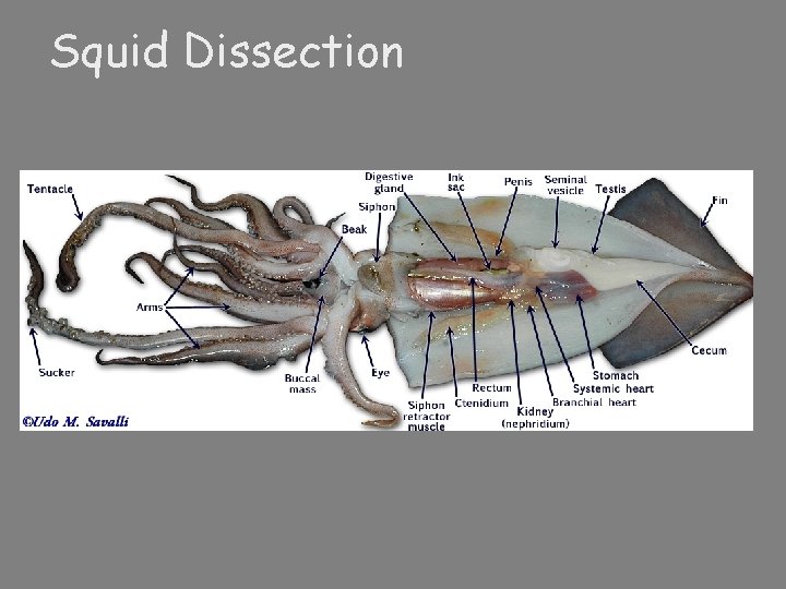Squid Dissection 