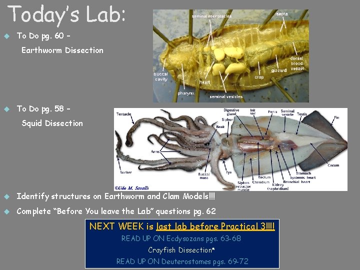Today’s Lab: To Do pg. 60 – Earthworm Dissection To Do pg. 58 –