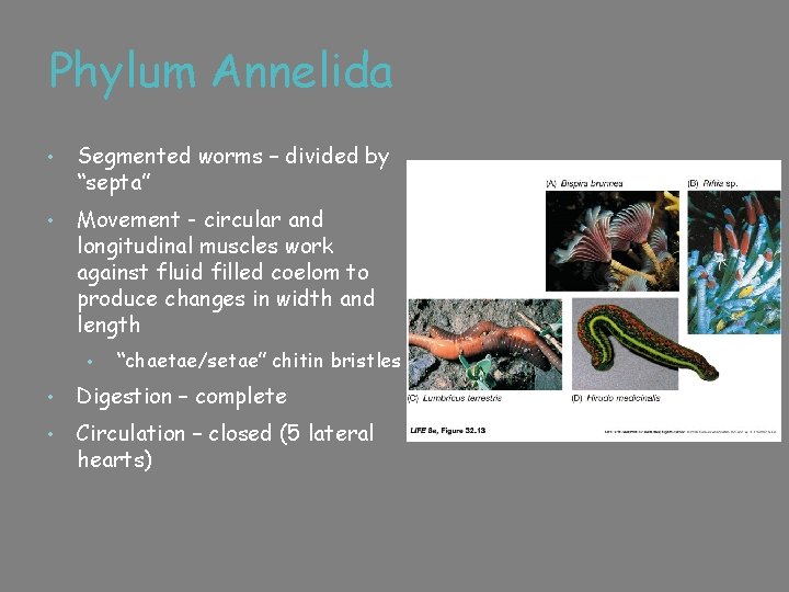 Phylum Annelida • Segmented worms – divided by “septa” • Movement - circular and