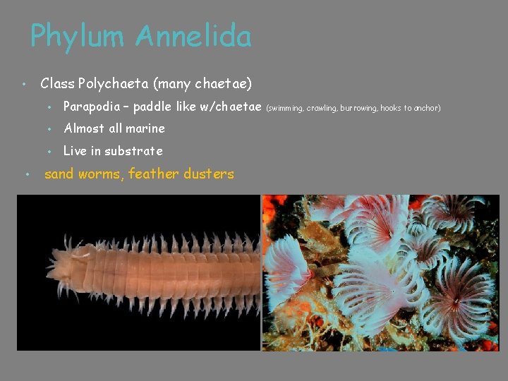 Phylum Annelida • • Class Polychaeta (many chaetae) • Parapodia – paddle like w/chaetae
