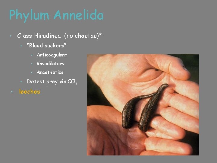 Phylum Annelida • Class Hirudinea (no chaetae)* • • • “Blood suckers” • Anticoagulant