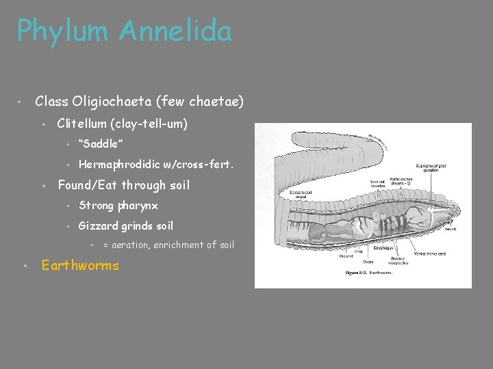 Phylum Annelida Class Oligiochaeta (few chaetae) • • • Clitellum (clay-tell-um) • “Saddle” •