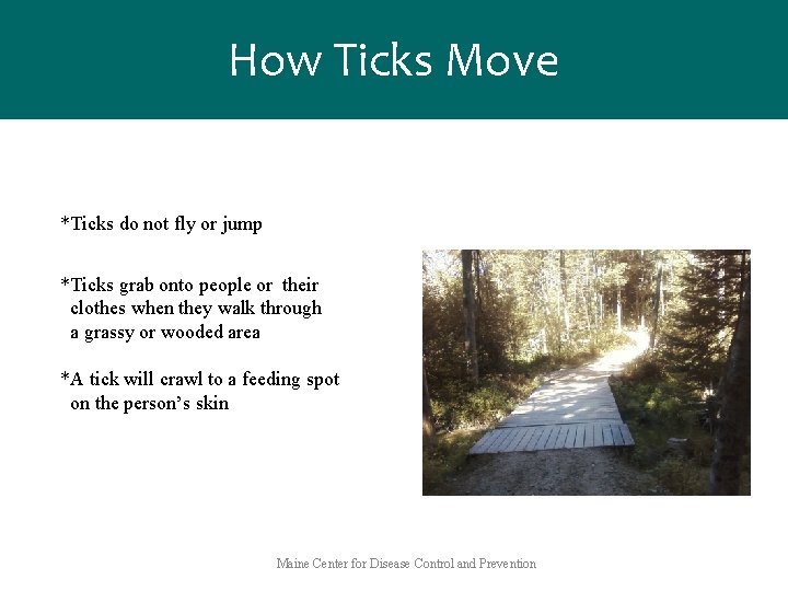 How Ticks Move *Ticks do not fly or jump *Ticks grab onto people or