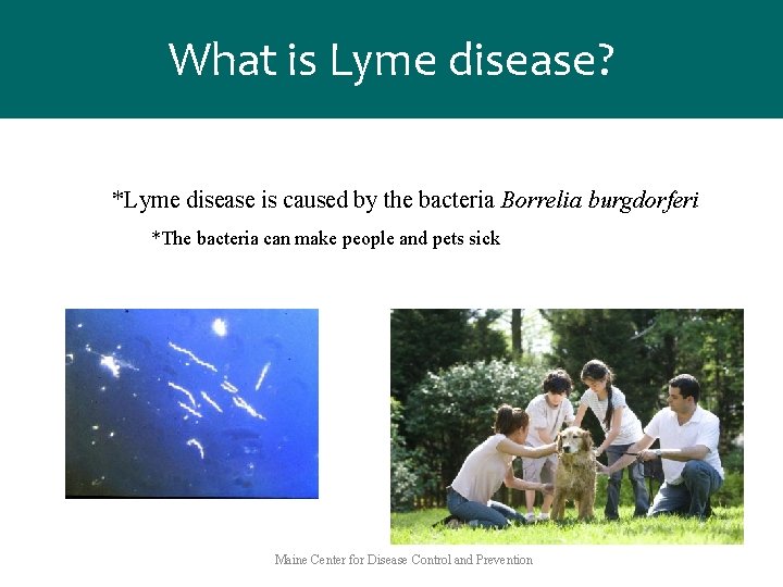 What is Lyme disease? *Lyme disease is caused by the bacteria Borrelia burgdorferi *The