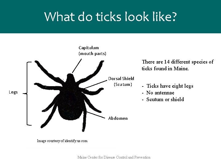 What do ticks look like? Capitulum (mouth parts) There are 14 different species of